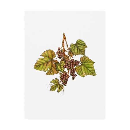 Trademark Fine Art Deborah Kopka 'Vintage Grapes' Canvas Art, 35x47 ALI47141-C3547GG